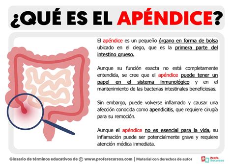 Para Que Serve Apêndice - Para Que Serve O Apendice - GITEDU