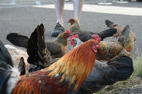 Blupela View Planet Spotlight The Wild Chickens Of Kauai