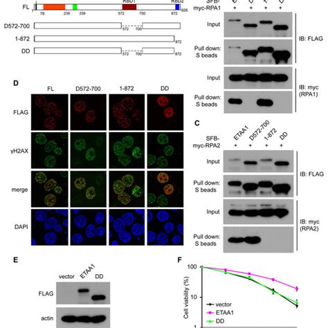 Etaa Is An Rpa Interacting Protein Involved In Cellular Response To