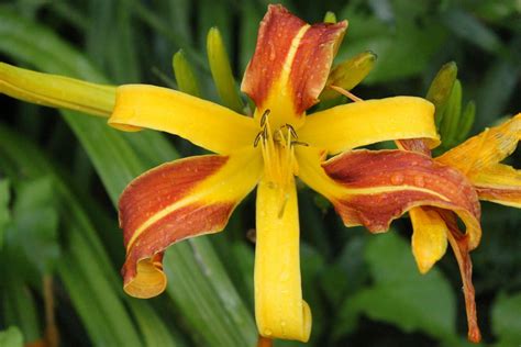 Edible flowers: Daylilies