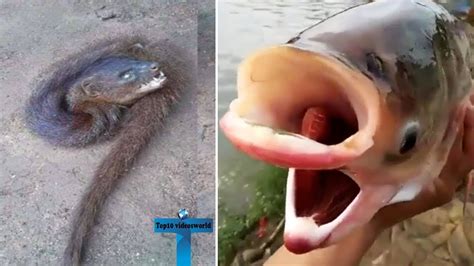 Top 10 Mutant Fish Caught Around The World YouTube