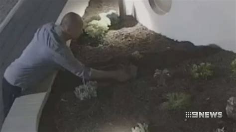 Succulent Thief 9 News Perth Youtube