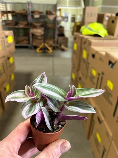 Tradescantia Nanouk Pk Tri State Foliage Prebook Shop