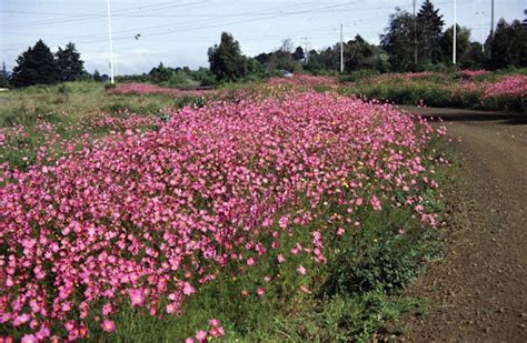 En Carreteras De Tlaxcala Seguro La Has Visto Lee Datos De Esta Flor