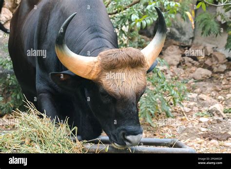 Gaur (Bos gaurus readei, B.g.laosiensis) graze along the wild edge ...