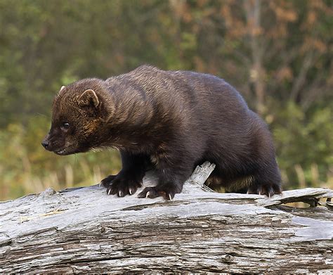 meet  fisher ontario  fur bearers