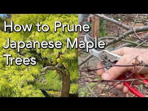 Pruning Weeping Japanese Maples How And When To Trim