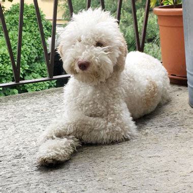 LAGOTTO ROMAGNOLO Razza Origini Carattere E Prezzo PerPets