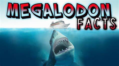 7 Photos Megalodon Facts For Kids And View - Alqu Blog