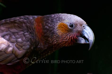 Kākā - Bird Photo Art