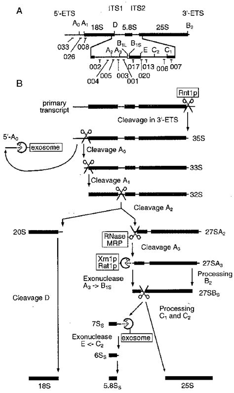 Structure And Processing Of The Pre Rrna In Scerevisiae A Structure