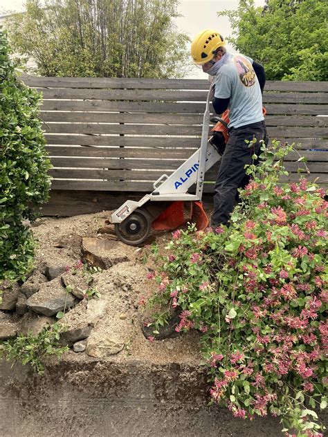 Tree Stump Grinding & Removal Seattle - Tree People Tree Care
