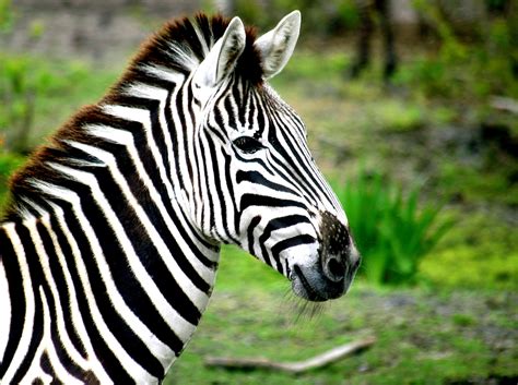 wild animal striped black and white face 9