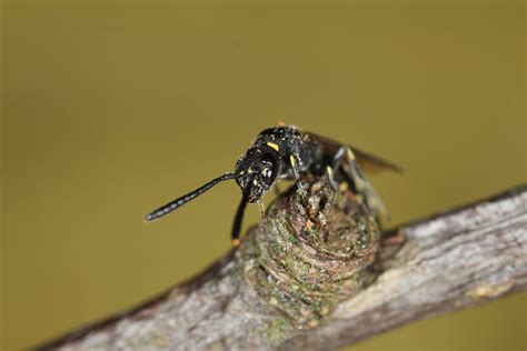 Monosapyga Clavicornis Female Knocking Hoe Beds Ross Piper Flickr