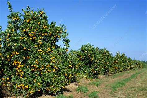 An Orange Grove In Florida Stock Image E7701550 Science Photo