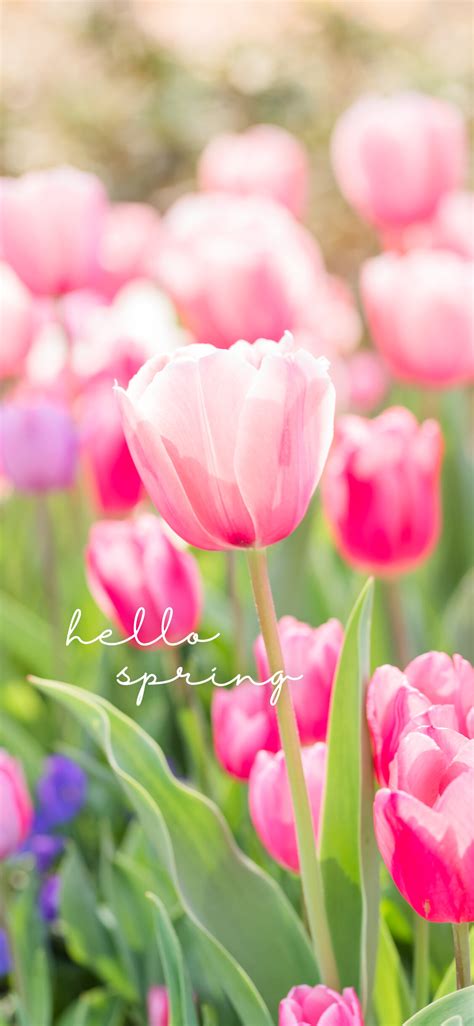 Welcome, Spring! Free Phone Wallpaper Download — Dallas Family ...