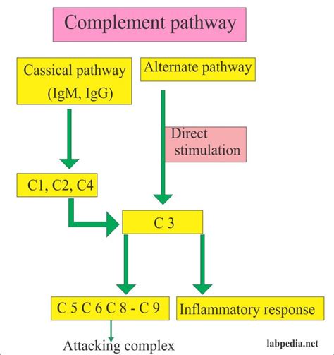 Acute Phase Protein Part 8 Complement C3 And C4