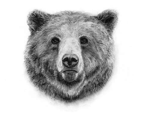 Bear art, Grizzly bear tattoos, Charcoal drawing animals