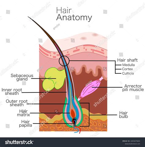 Hair Structure Anatomy Skin Part Diagram Royalty Free Stock Vector