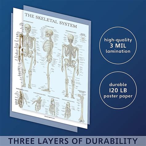 Skeletal System Anatomical Chart Laminated Human Skeleton Anatomy Poster 18 X 24 Fruugo Uk