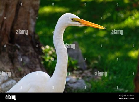 Bec Jaune Banque De Photographies Et Dimages à Haute Résolution Alamy