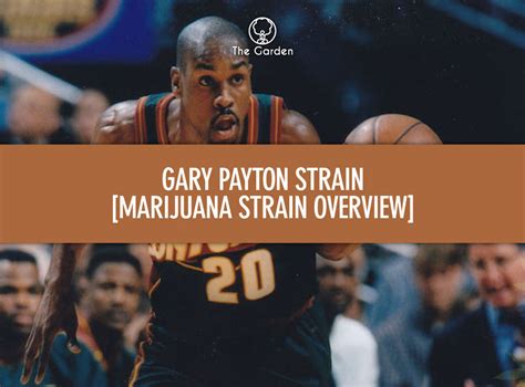 Gary Payton Strain [Marijuana Strain Overview]