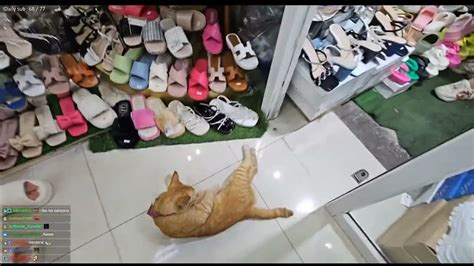 企鵝妹覺得店家的貓搖尾巴很可愛 Jinny Thinks The Store S Cat Wagging Its Tail Is Cute Youtube