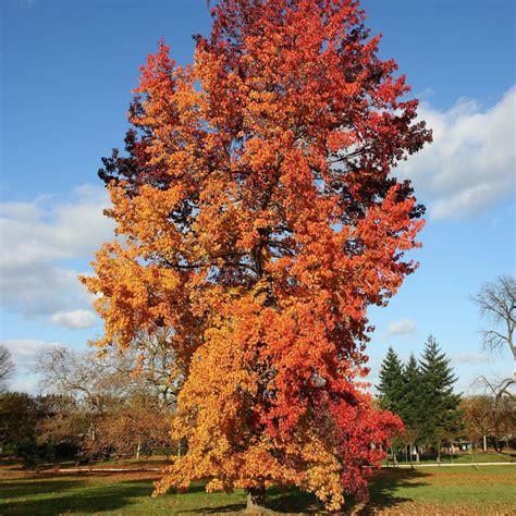 Sweetgum Tree Liquidambar Styraciflua Roots Plants