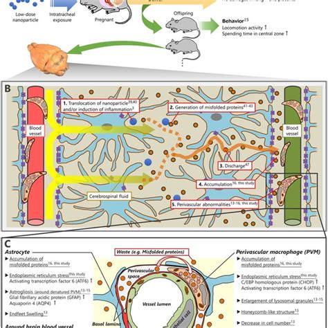 Potential mechanism of developmental neurotoxicity induced by ...