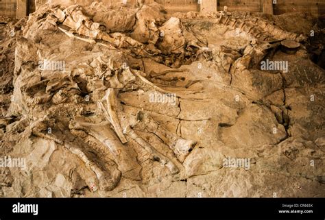 Dinosaur fossils at the Dinosaur National Monument, Colorado, USA Stock Photo - Alamy