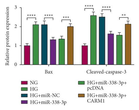 Effects Of CARM1 And MiR 338 3p On HG Induced ARPE 19 Cell Injury A