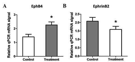 Gene Expression Of A Ephb4 And B Ephrinb2 In The Download Scientific Diagram