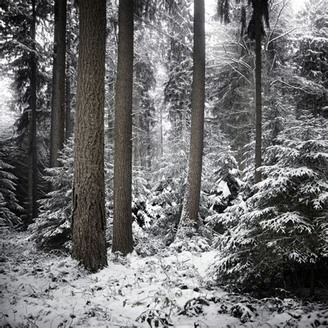 Fantastic Work By Jürgen Heckel Forest Pictures Nature Photography