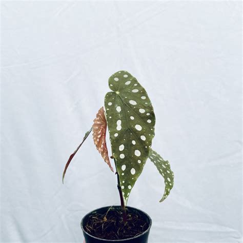 Begonia Maculata - Urban Roots