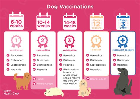 Puppy vaccination schedule - My Family Vets