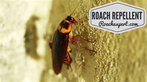 The Best Roach Repellent - 10 Best Roach Killer Products Reviews