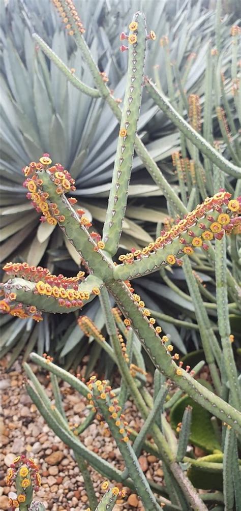 Euphorbia Heterochroma Cactos Brasil