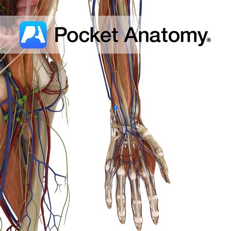 Ulnar artery - Pocket Anatomy