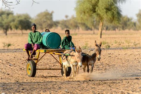 Il Ragazzo Non Identificato Di Fulani Guida Sul Carretto Con Gli Asini