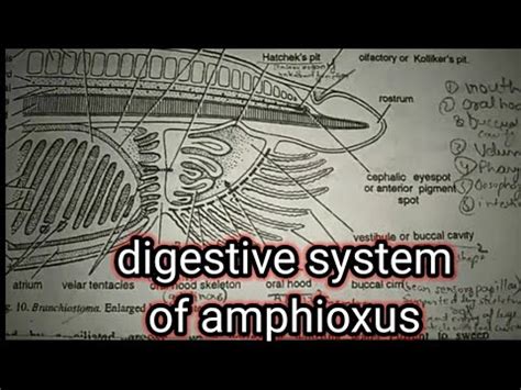 Digestive System Of Amphioxus Part 1 Branchiostoma Lancet YouTube