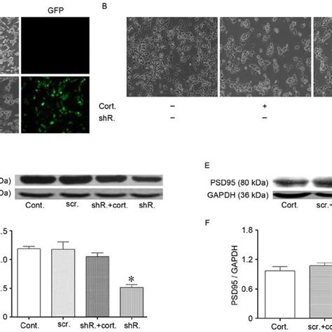 Specific HDAC2 Knockdown Partially Resisted Corticosteroidinduced N2a