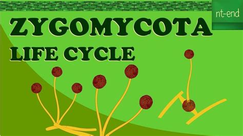 A Poster With The Words Zygomycota Life Cycle On It S Side