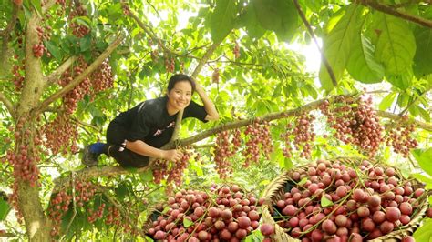 Lý Thị Nga Harvest forest fruits and sell them to the market Lý Thị