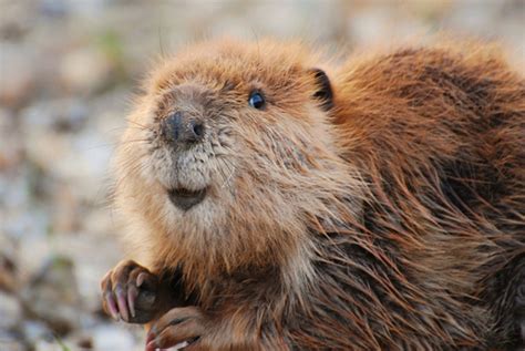 30 Adorable Baby Beavers To Celebrate International Beaver Day Artofit