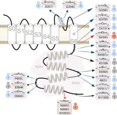 Human Kcnma Mutations Schematic Of The Kcnma Gene Product The