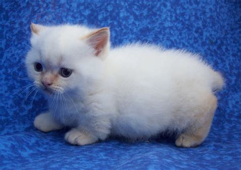 ¿te Suenan Los Munchkin Son Una Tierna Y Peluda Raza De Gatos Que