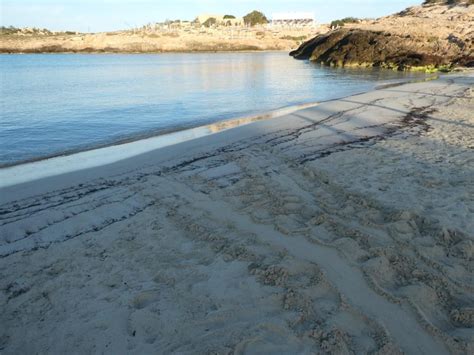 A Cala Croce Il Primo Nido Di Tartaruga Marina Grandangoloagrigento