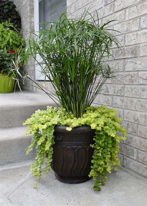 Container Tropical Cyperus Papyrus