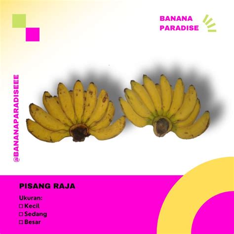 Jual Pisang Raja Buluraja Ayu Sedang Shopee Indonesia