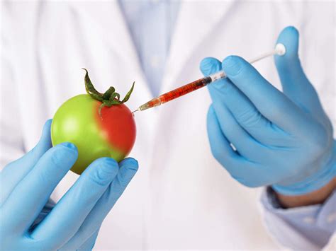 Gm Foods What Are Gm Foods And How Have They Secretly Become Part Of Our Diet